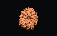 12 Mukhi Rudraksha Bead - Harness Sun's Energy for Leadership | Brahmatells by Brahmatells