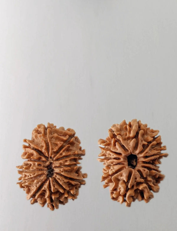 12 Mukhi Rudraksha Bead - Harness Sun's Energy for Leadership | Brahmatells by Brahmatells