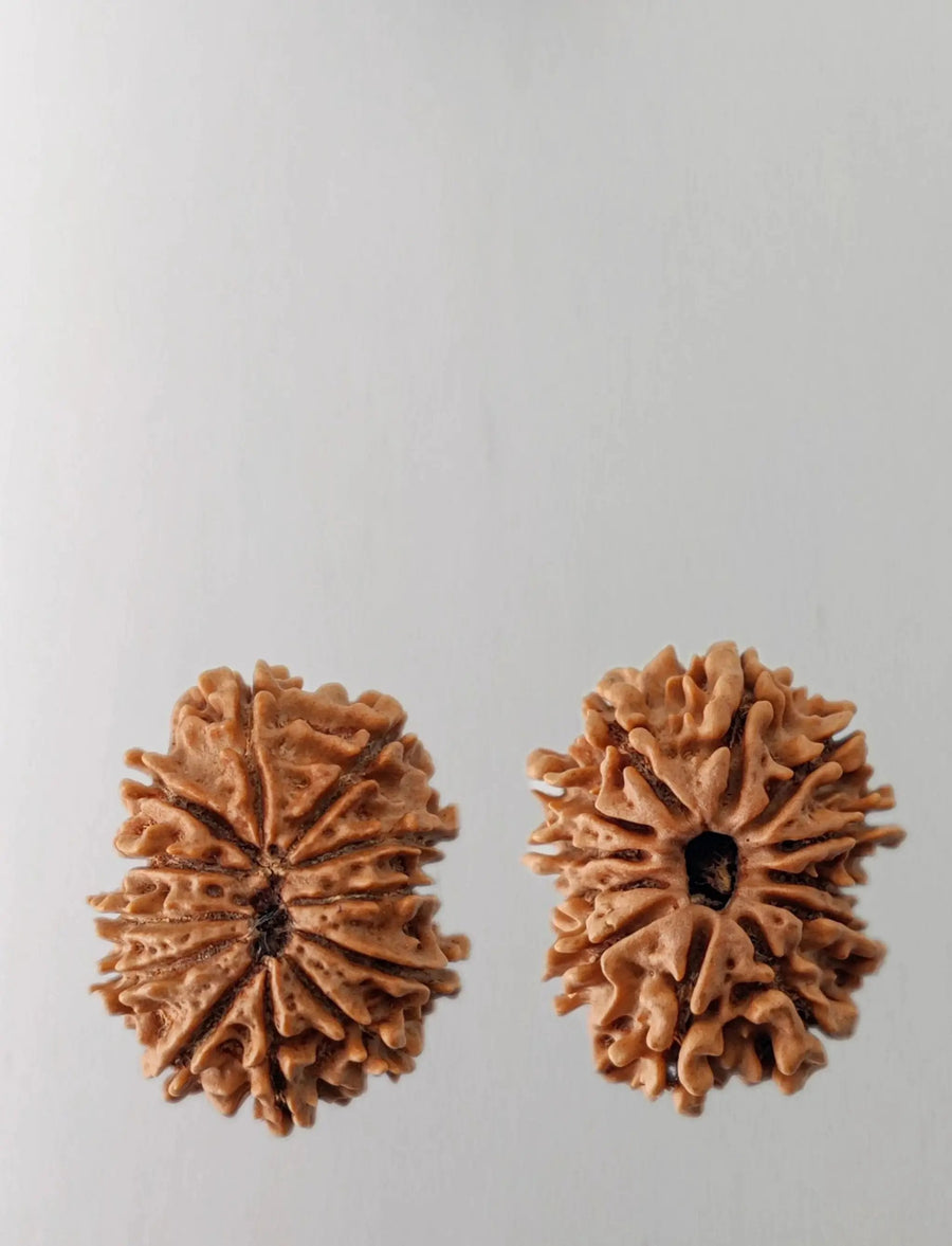 12 Mukhi Rudraksha Bead - Harness Sun's Energy for Leadership | Brahmatells by Brahmatells