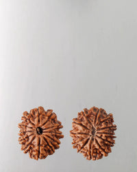 12 Mukhi Rudraksha Bead - Harness Sun's Energy for Leadership | Brahmatells by Brahmatells