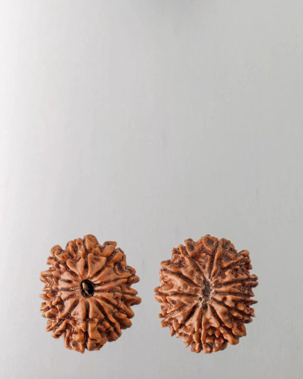 12 Mukhi Rudraksha Bead - Harness Sun's Energy for Leadership | Brahmatells by Brahmatells