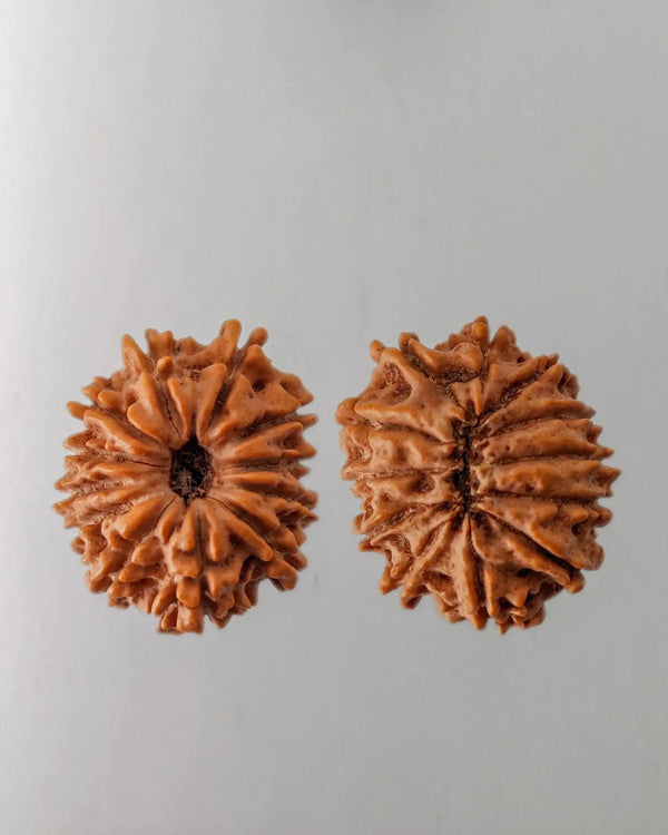 12 Mukhi Rudraksha Bead - Harness Sun's Energy for Leadership | Brahmatells by Brahmatells