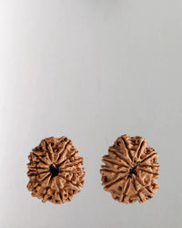 12 Mukhi Rudraksha Bead - Harness Sun's Energy for Leadership | Brahmatells by Brahmatells