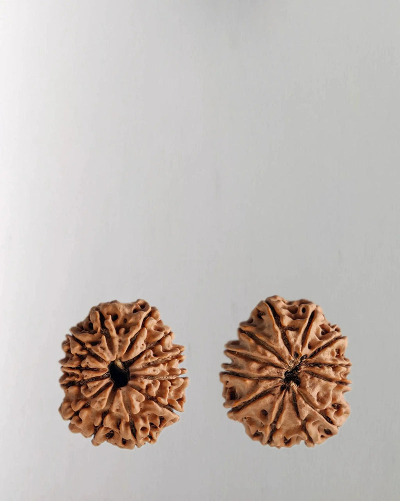 12 Mukhi Rudraksha Bead - Harness Sun's Energy for Leadership | Brahmatells by Brahmatells