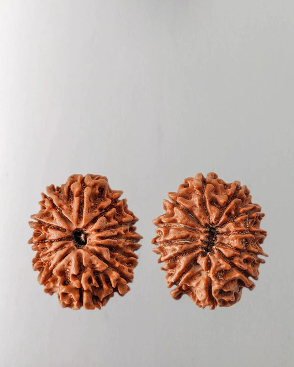 12 Mukhi Rudraksha Bead - Harness Sun's Energy for Leadership | Brahmatells by Brahmatells