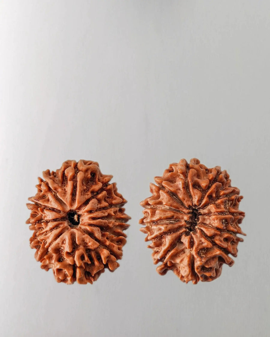 12 Mukhi Rudraksha Bead - Harness Sun's Energy for Leadership | Brahmatells by Brahmatells
