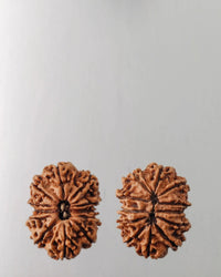 12 Mukhi Rudraksha Bead - Harness Sun's Energy for Leadership | Brahmatells by Brahmatells