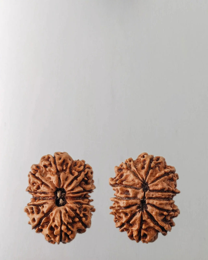 12 Mukhi Rudraksha Bead - Harness Sun's Energy for Leadership | Brahmatells by Brahmatells