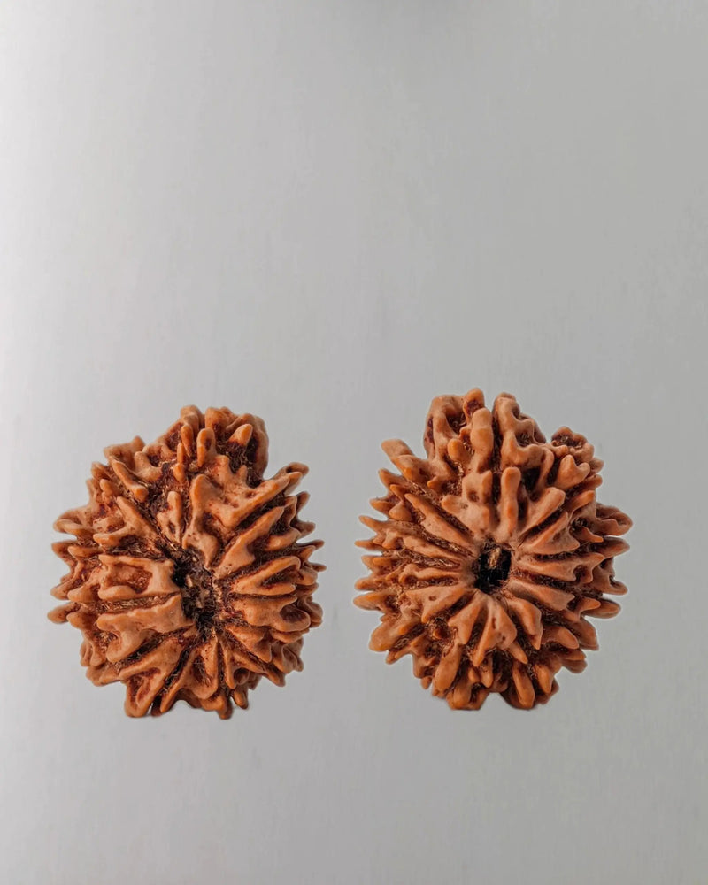 12 Mukhi Rudraksha Bead - Harness Sun's Energy for Leadership | Brahmatells by Brahmatells