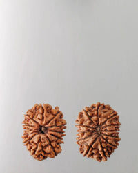 12 Mukhi Rudraksha Bead - Harness Sun's Energy for Leadership | Brahmatells by Brahmatells