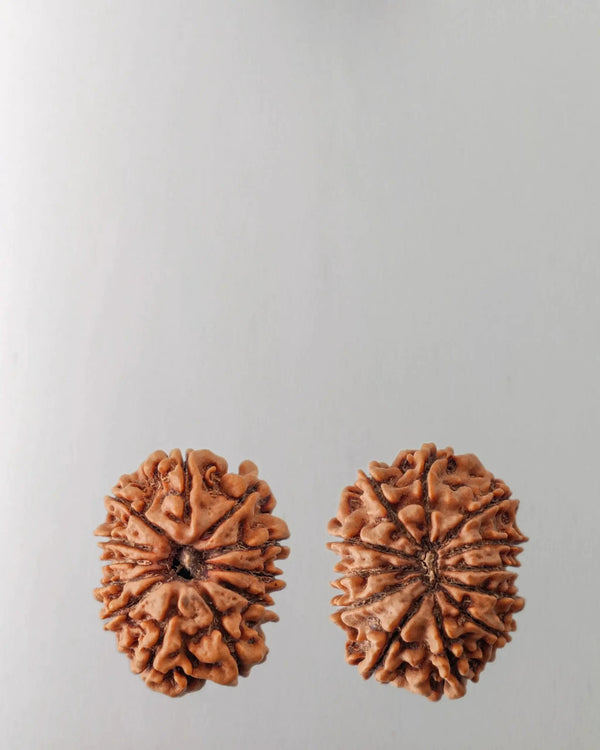 12 Mukhi Rudraksha Bead - Harness Sun's Energy for Leadership | Brahmatells by Brahmatells