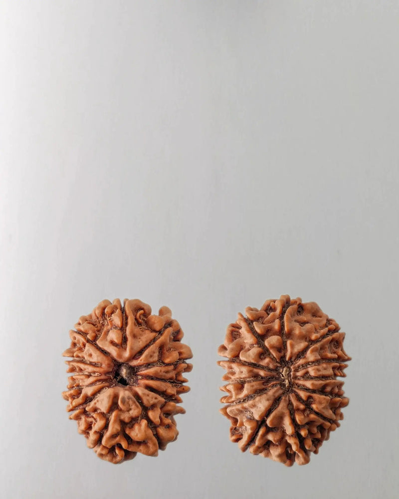 12 Mukhi Rudraksha Bead - Harness Sun's Energy for Leadership | Brahmatells by Brahmatells