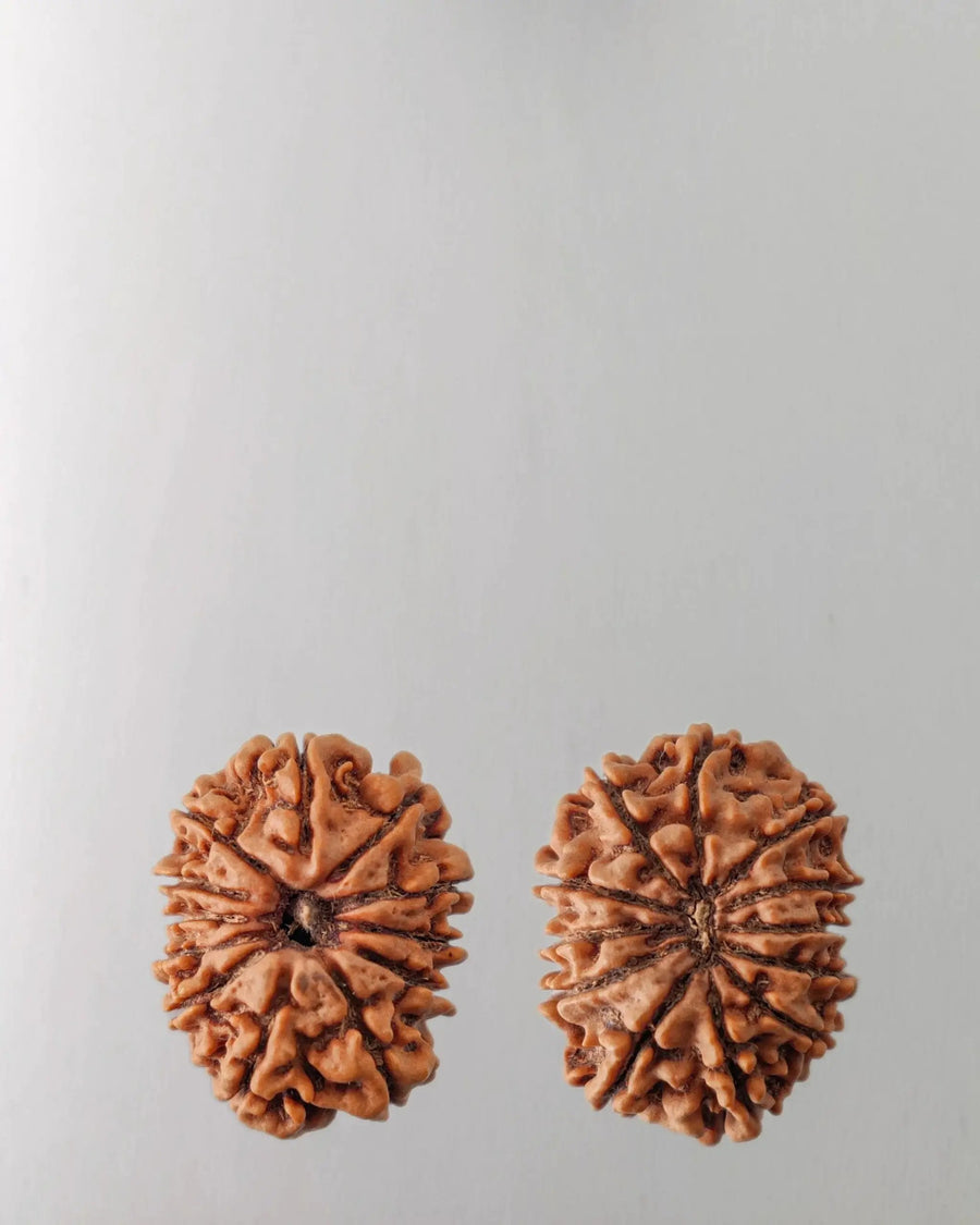12 Mukhi Rudraksha Bead - Harness Sun's Energy for Leadership | Brahmatells by Brahmatells
