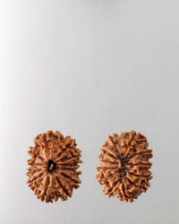 12 Mukhi Rudraksha Bead - Harness Sun's Energy for Leadership | Brahmatells by Brahmatells