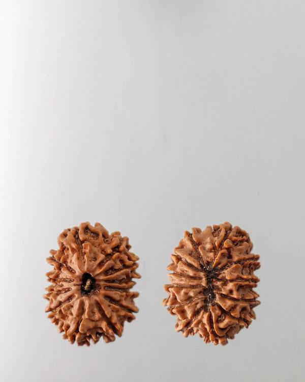 12 Mukhi Rudraksha Bead - Harness Sun's Energy for Leadership | Brahmatells by Brahmatells
