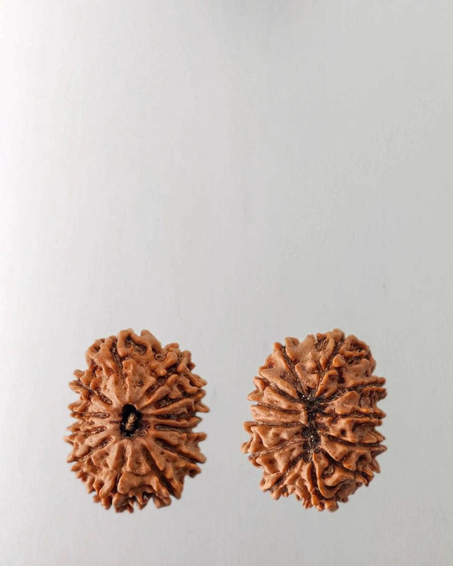 12 Mukhi Rudraksha Bead - Harness Sun's Energy for Leadership | Brahmatells by Brahmatells