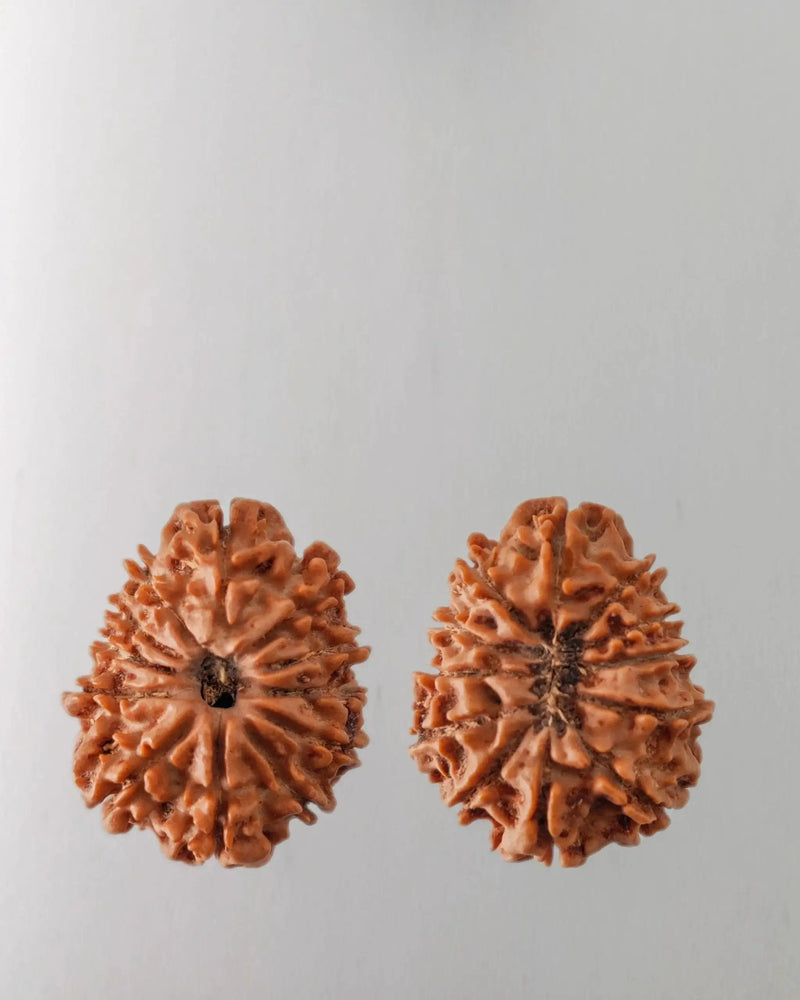 12 Mukhi Rudraksha Bead - Harness Sun's Energy for Leadership | Brahmatells by Brahmatells