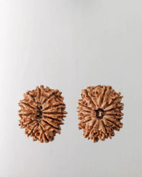 12 Mukhi Rudraksha Bead - Harness Sun's Energy for Leadership | Brahmatells by Brahmatells