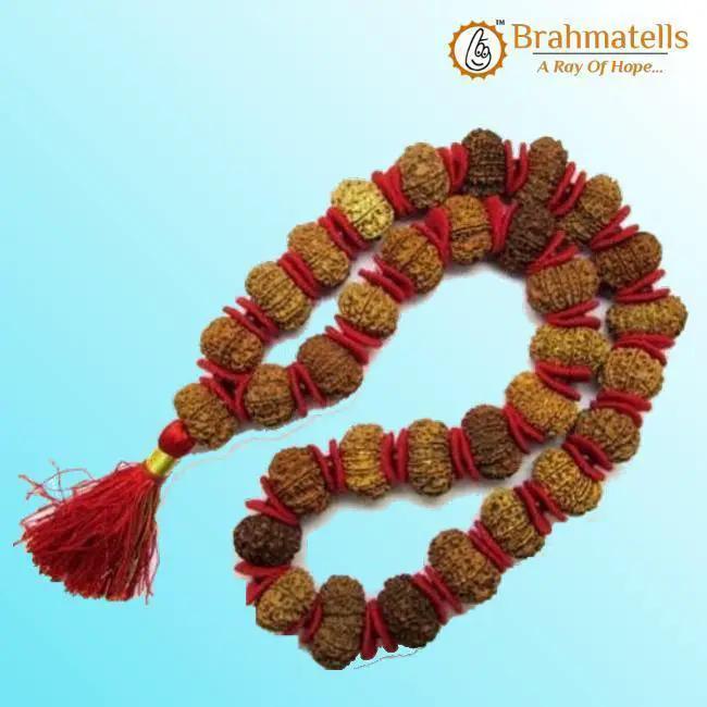 12 Mukhi Rudraksha Mala for Empowerment & Radiance | Brahmatells by Brahmatells