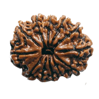 12 Mukhi Rudraksha Power Bead - Command Leadership & Vitality | Brahmatells by Brahmatells