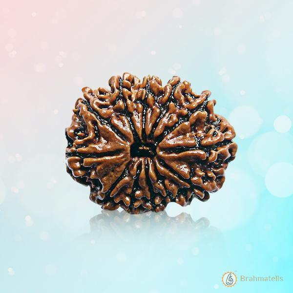 12 Mukhi Rudraksha Power Bead - Command Leadership & Vitality | Brahmatells by Brahmatells
