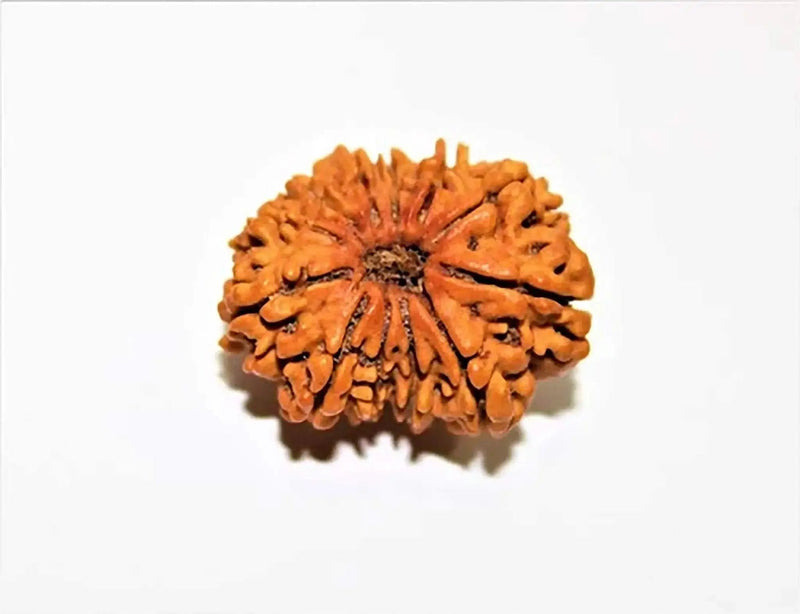 12 Mukhi Rudraksha Silver Cap Pendant - Divine Radiance & Leadership | Brahmatells by Brahmatells