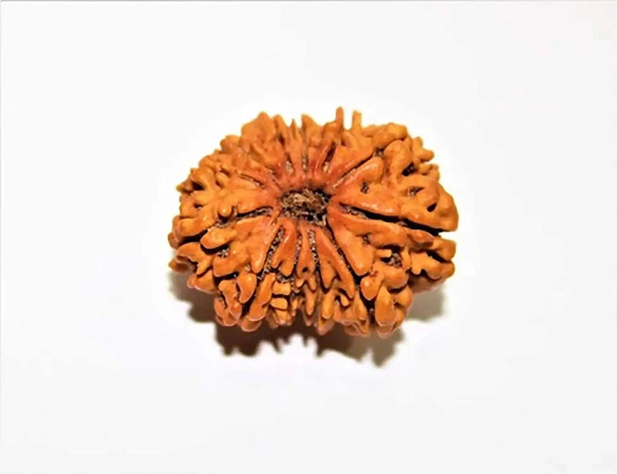 12 Mukhi Rudraksha Silver Cap Pendant - Divine Radiance & Leadership | Brahmatells by Brahmatells