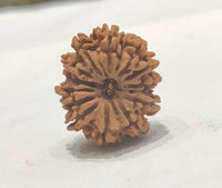 13 Mukhi Rudraksha Bead - Unlock Venus' Power for Charisma | Brahmatells by Brahmatells