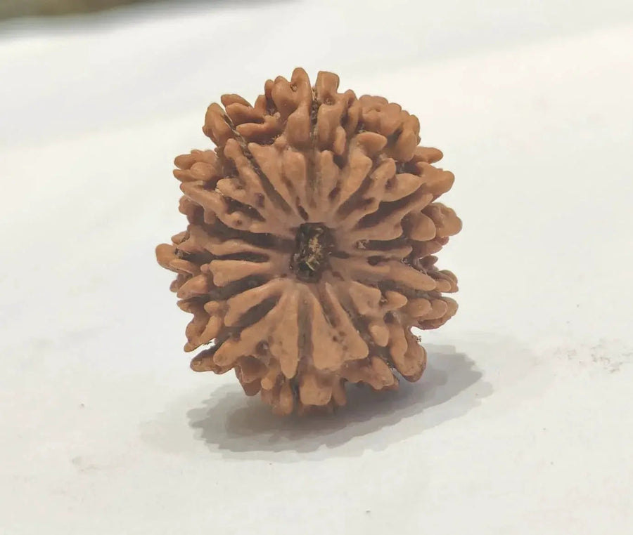 13 Mukhi Rudraksha Bead - Unlock Venus' Power for Charisma | Brahmatells by Brahmatells