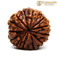 13 Mukhi Rudraksha Bead - Unlock Venus' Power for Charisma | Brahmatells by Brahmatells
