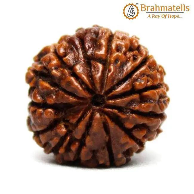 13 Mukhi Rudraksha Bead - Unlock Venus' Power for Charisma | Brahmatells by Brahmatells
