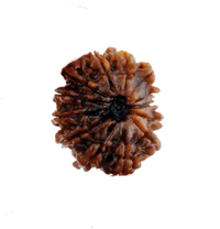 13 Mukhi Rudraksha Bead - Unlock Venus' Power for Charisma | Brahmatells by Brahmatells