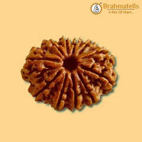 13 Mukhi Rudraksha Bead - Unlock Venus' Power for Charisma | Brahmatells by Brahmatells