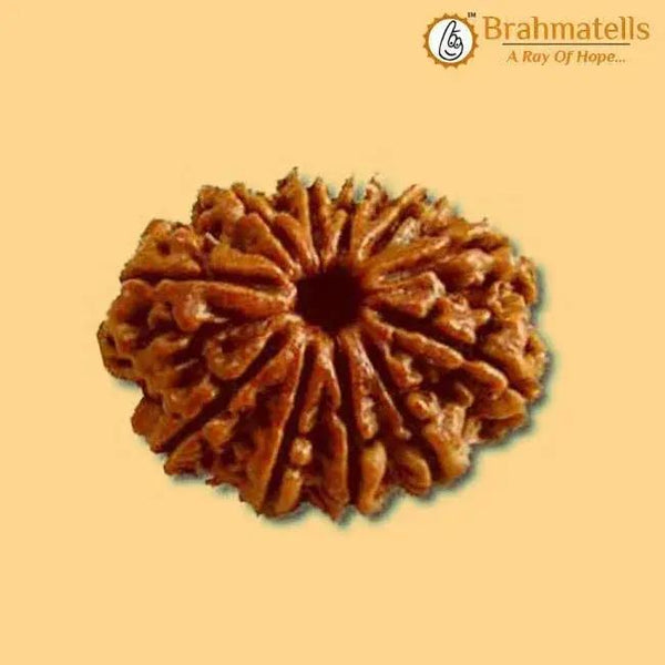 13 Mukhi Rudraksha Bead - Unlock Venus' Power for Charisma | Brahmatells by Brahmatells