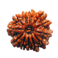 13 Mukhi Rudraksha Java - Charisma & Attraction Unlocked | Brahmatells by Brahmatells