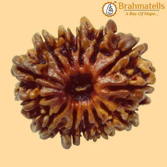 13 Mukhi Rudraksha Java - Charisma & Attraction Unlocked | Brahmatells by Brahmatells