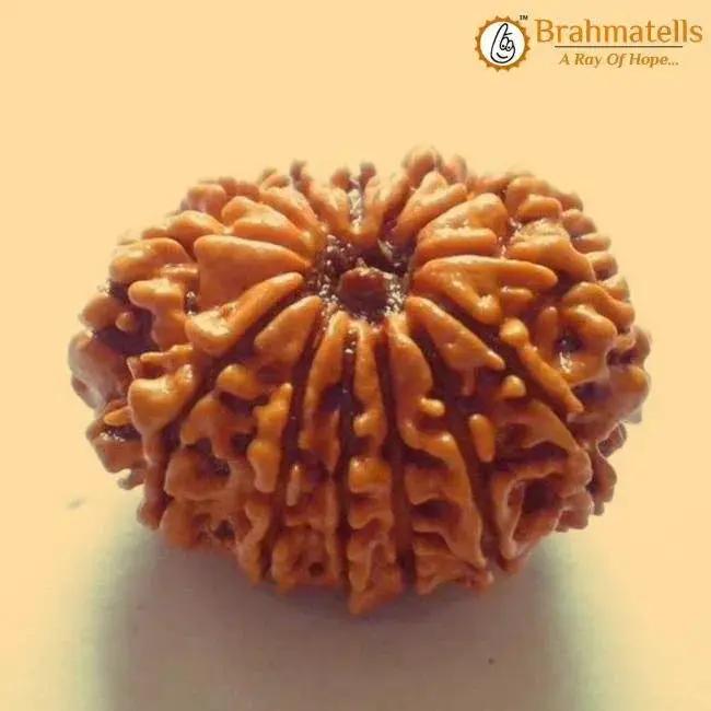 13 Mukhi Rudraksha Java - Charisma & Attraction Unlocked | Brahmatells by Brahmatells