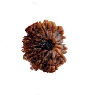 13 Mukhi Rudraksha Pendant for Spiritual and Personal Growth | Brahmatells by Brahmatells