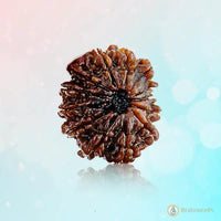 13 Mukhi Rudraksha Pendant for Spiritual and Personal Growth | Brahmatells by Brahmatells