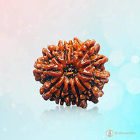 13 Mukhi Rudraksha Pendant - Master Communication & Influence | Brahmatells by Brahmatells