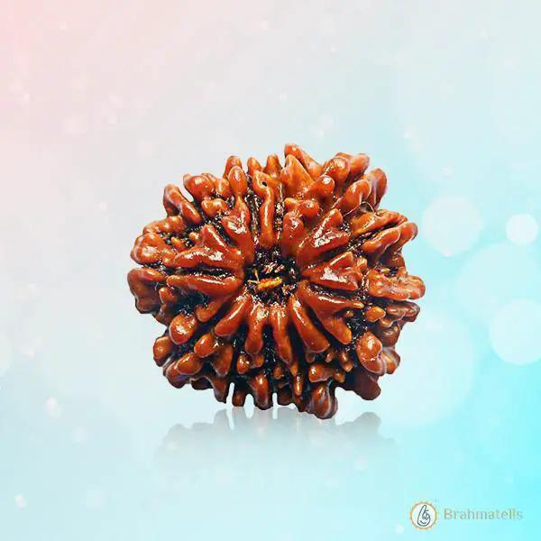13 Mukhi Rudraksha Pendant - Master Communication & Influence | Brahmatells by Brahmatells