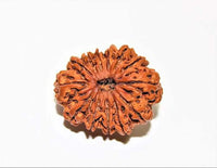 13 Mukhi Rudraksha Silver Cap Pendant - Unleash Charisma & Success | Brahmatells by Brahmatells