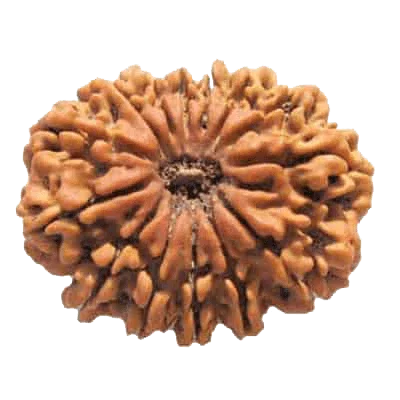 14 Mukhi Light-Brown Rudraksha Pendant - Connect with Paramshiva's Energy | Brahmatells by Brahmatells