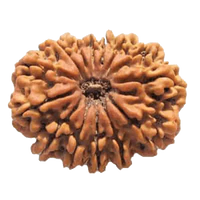14 Mukhi Light-Brown Rudraksha Pendant - Connect with Paramshiva's Energy | Brahmatells by Brahmatells