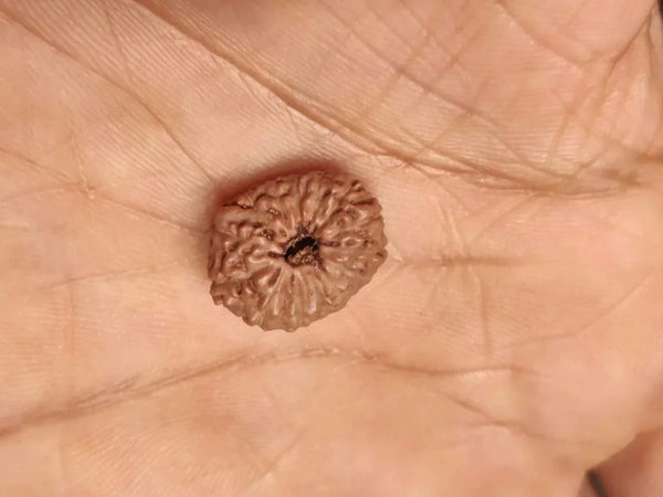 14 Mukhi Light-Brown Rudraksha Pendant - Connect with Paramshiva's Energy | Brahmatells by Brahmatells