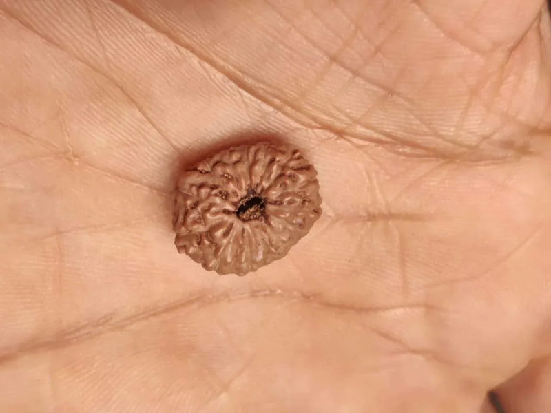 14 Mukhi Light-Brown Rudraksha Pendant - Connect with Paramshiva's Energy | Brahmatells by Brahmatells