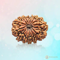 14 Mukhi Light-Brown Rudraksha Pendant - Connect with Paramshiva's Energy | Brahmatells by Brahmatells