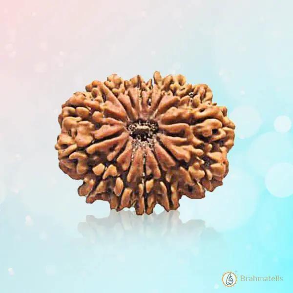 14 Mukhi Light-Brown Rudraksha Pendant - Connect with Paramshiva's Energy | Brahmatells by Brahmatells