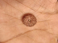 14 Mukhi Light-Brown Rudraksha Pendant - Connect with Paramshiva's Energy | Brahmatells by Brahmatells