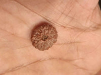 14 Mukhi Light-Brown Rudraksha Pendant - Connect with Paramshiva's Energy | Brahmatells by Brahmatells
